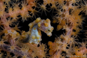 Pygmy Seahorse by Henrik Gram Rasmussen 